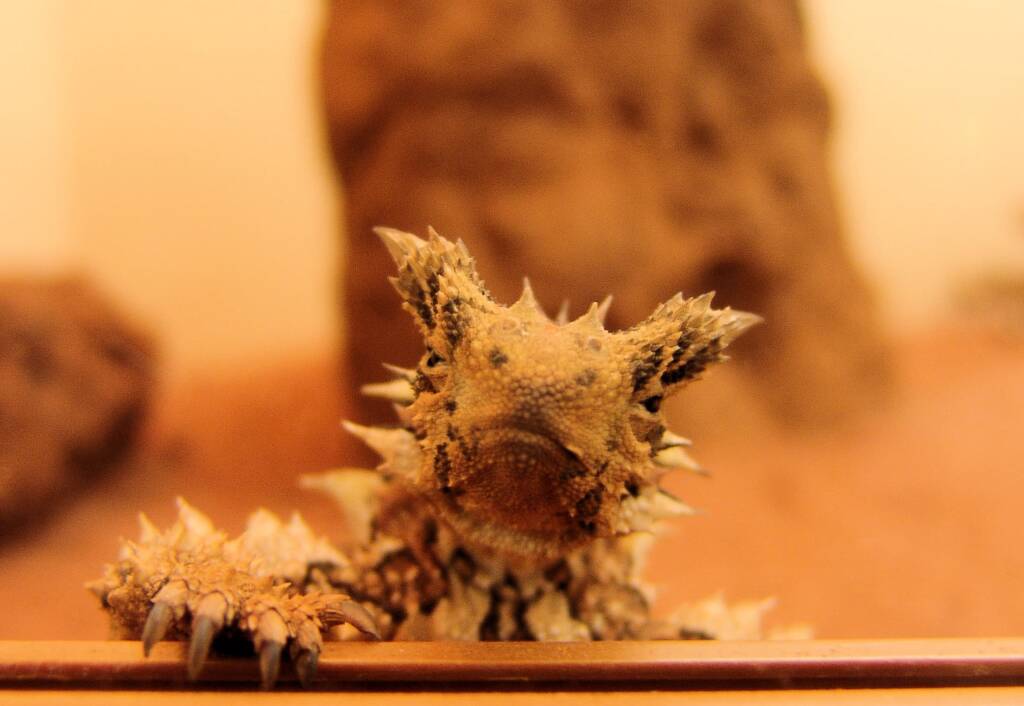 Thorny Devil (Moloch horridus), Alice Springs Reptile Centre