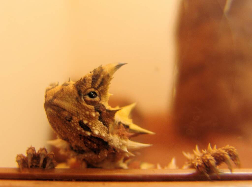 Thorny Devil (Moloch horridus), Alice Springs Reptile Centre