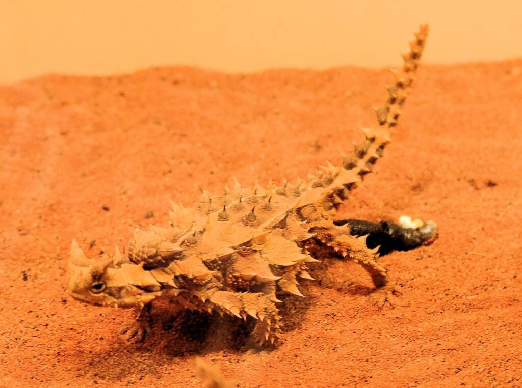 Thorny Devil (Moloch horridus), Alice Springs Reptile Centre
