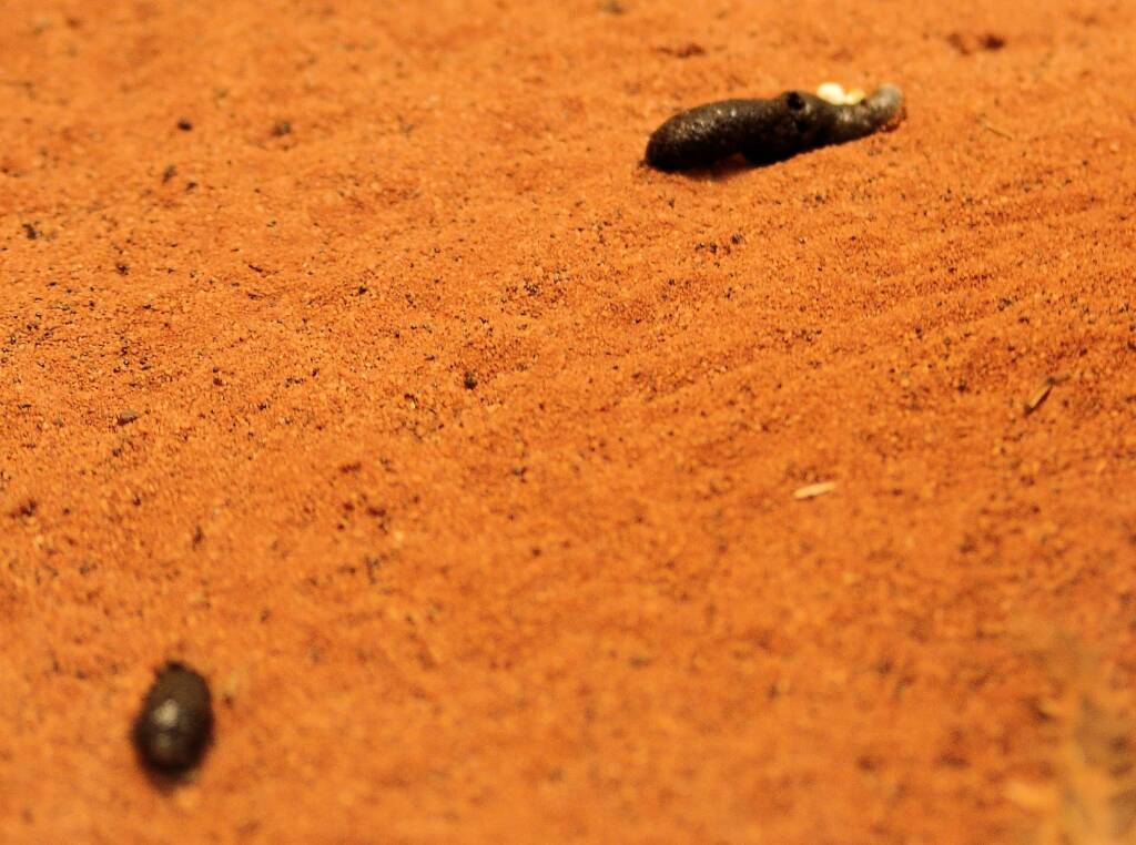 Thorny Devil stool & urine, Alice Springs Reptile Centre