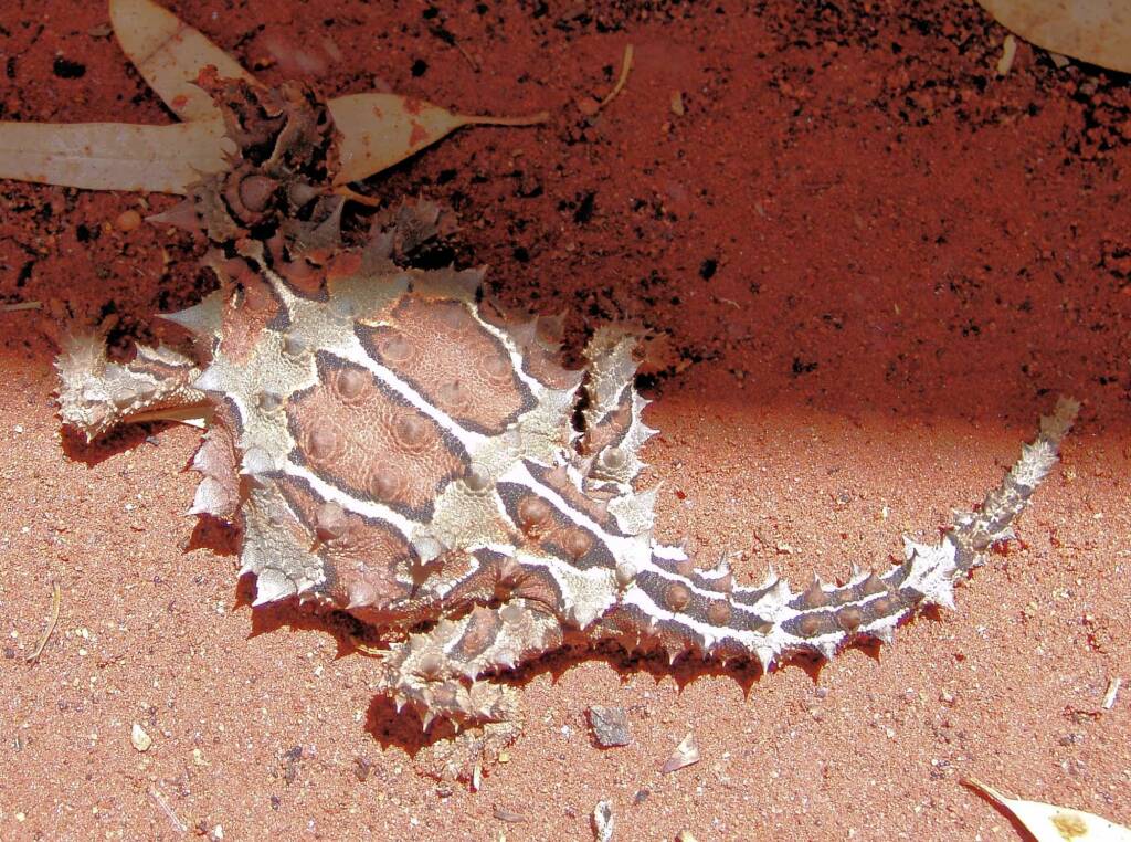 Thorny Devil (Moloch horridus), Alice Springs Reptile Centre