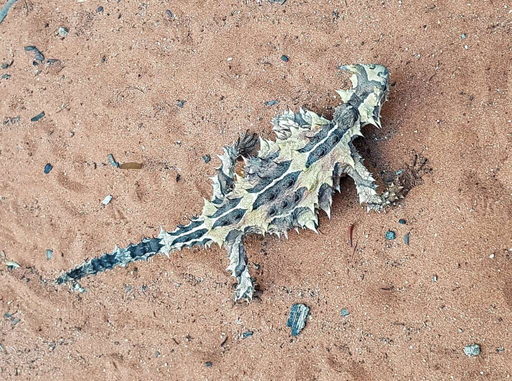 Thorny Devil (Moloch horridus), Alice Springs Reptile Centre
