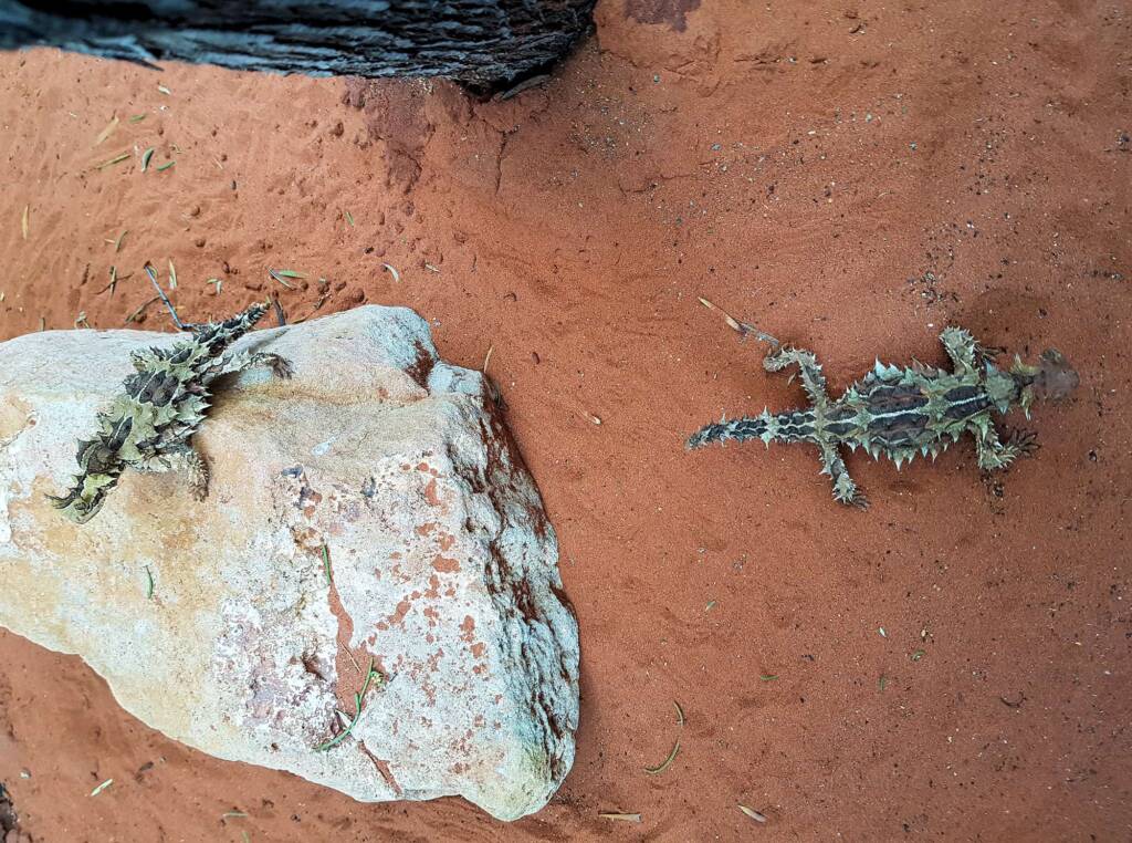 Thorny Devil (Moloch horridus), Alice Springs Reptile Centre