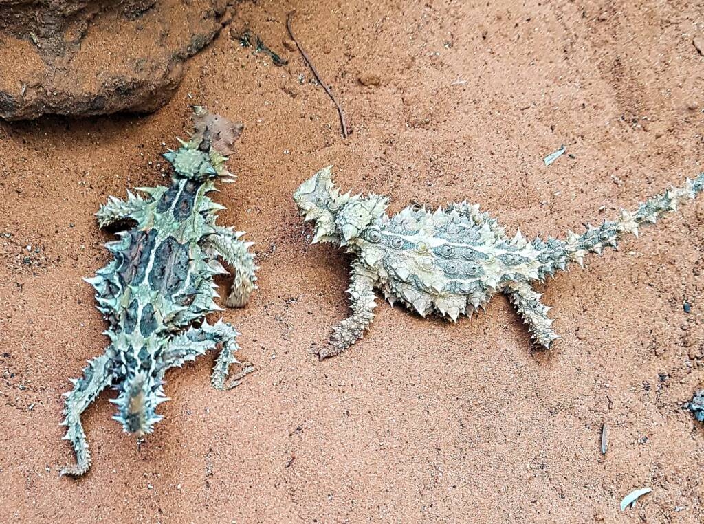 Thorny Devil (Moloch horridus), Alice Springs Reptile Centre