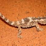 Juvenile Thorny Devil (Moloch horridus), Alice Springs Reptile Centre