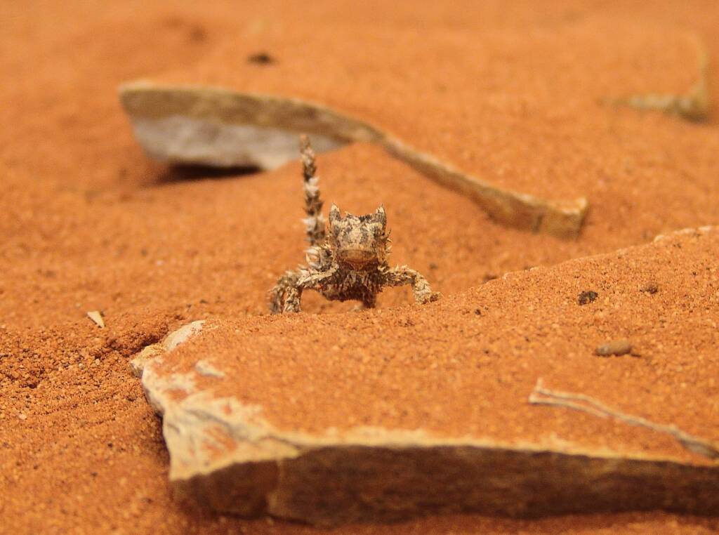 Juvenile Thorny Devil (Moloch horridus), Alice Springs Reptile Centre