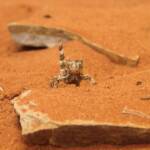 Juvenile Thorny Devil (Moloch horridus), Alice Springs Reptile Centre