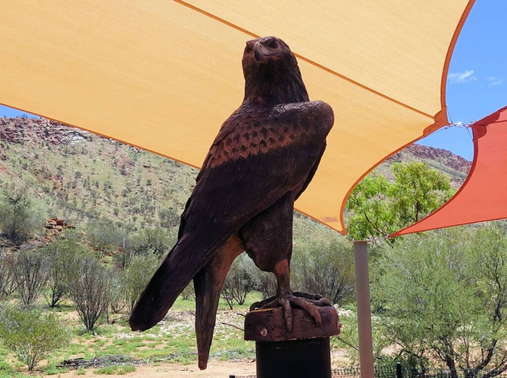 Wedge-tail eagle - Alice Springs Desert Park children playground