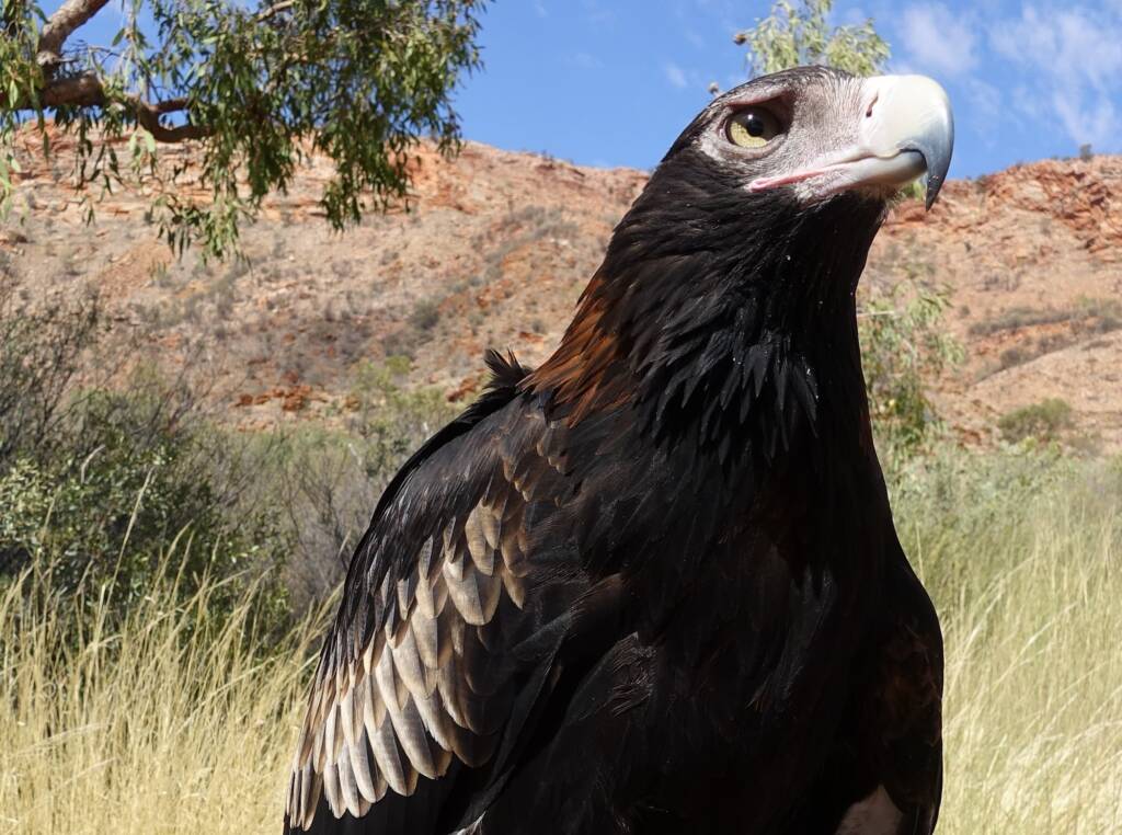 Wedge-tail Eagle (Aquila audax) - Birds of Prey Show, Alice Springs Desert Park