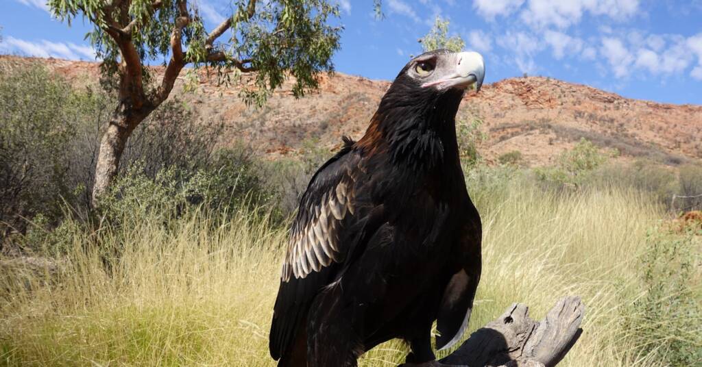 Wedge-tail Eagle (Aquila audax) - Birds of Prey Show, Alice Springs Desert Park