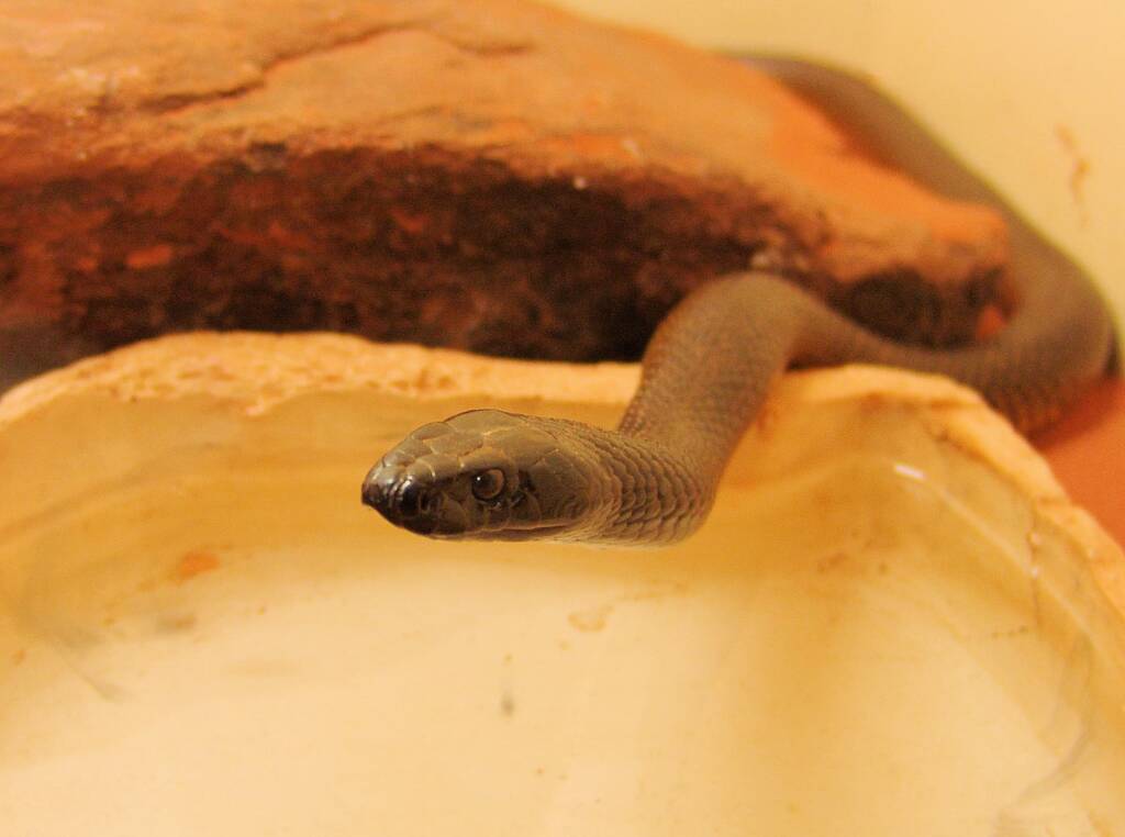 Western Brown Snake (Pseudonaja nuchalis), Alice Springs Reptile Centre