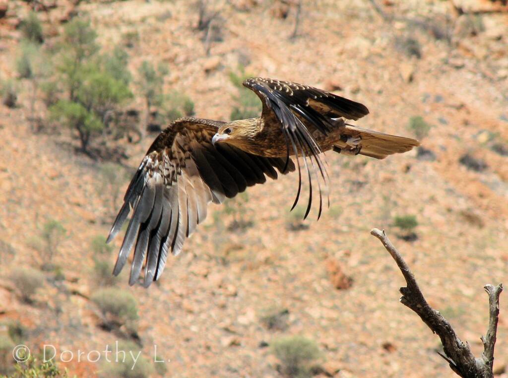 Whistling Kite - Birds of Prey Show, Alice Springs Desert Park