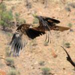 Whistling Kite - Birds of Prey Show, Alice Springs Desert Park