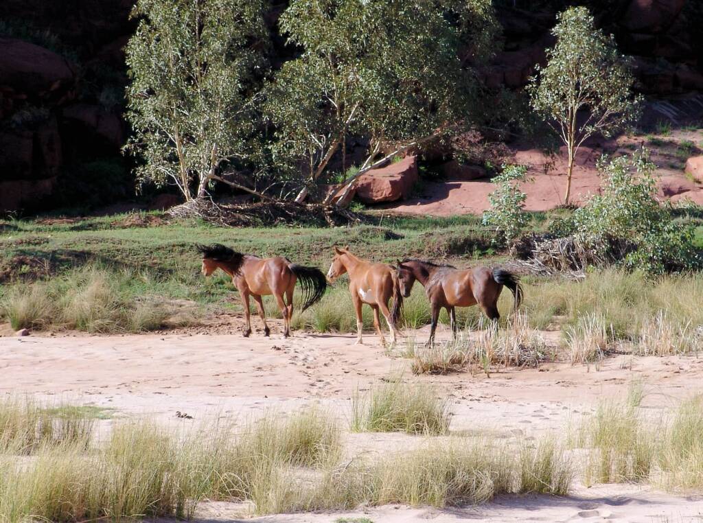 Wild horses in Finke Gorge National Park