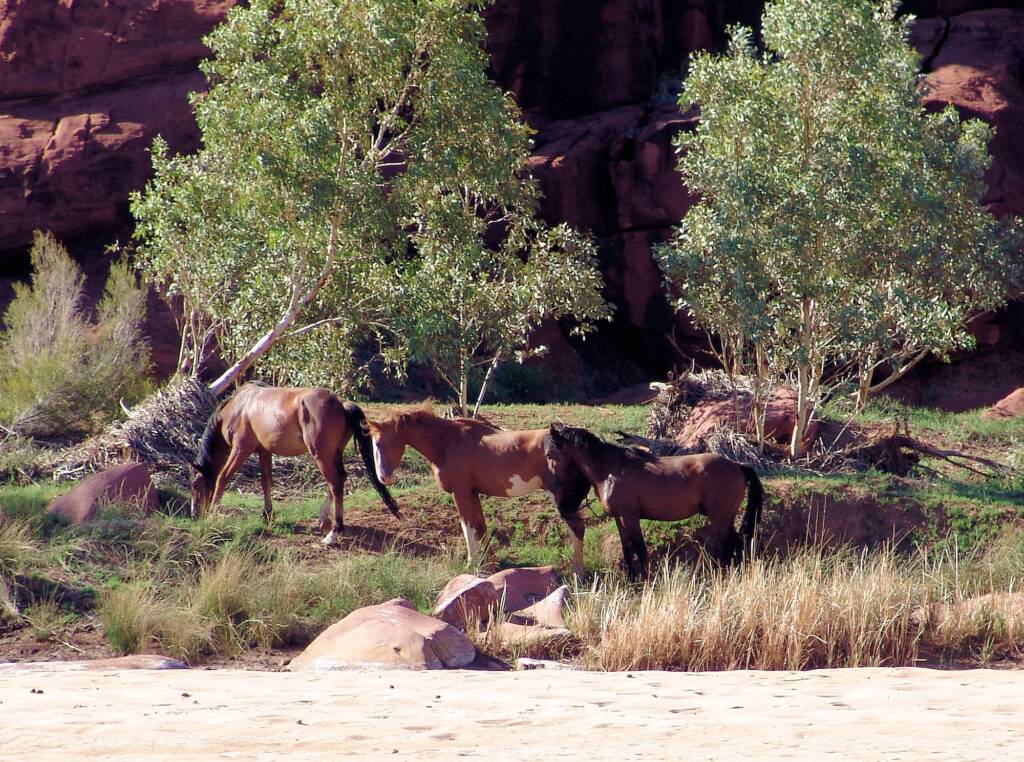 Wild horses in Finke Gorge National Park