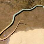 Yellow-faced Whip Snake (Demansia psammophis cuprieceps), Finke Gorge National Park