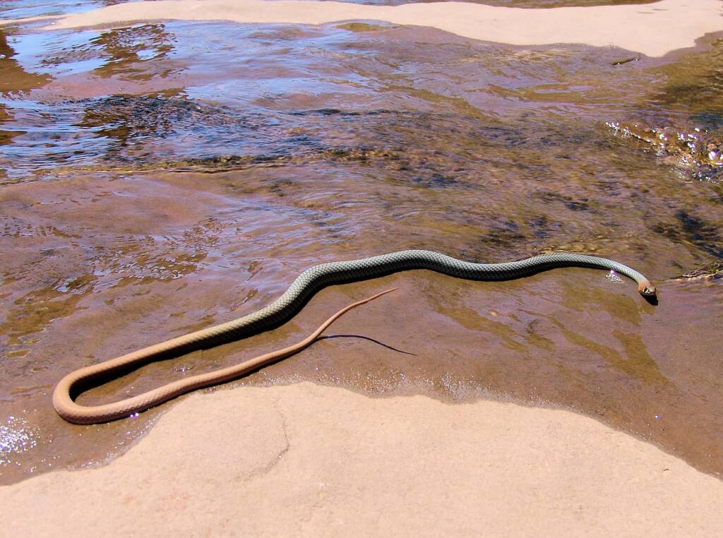 Yellow-faced Whip Snake (Demansia psammophis cuprieceps), Finke Gorge National Park