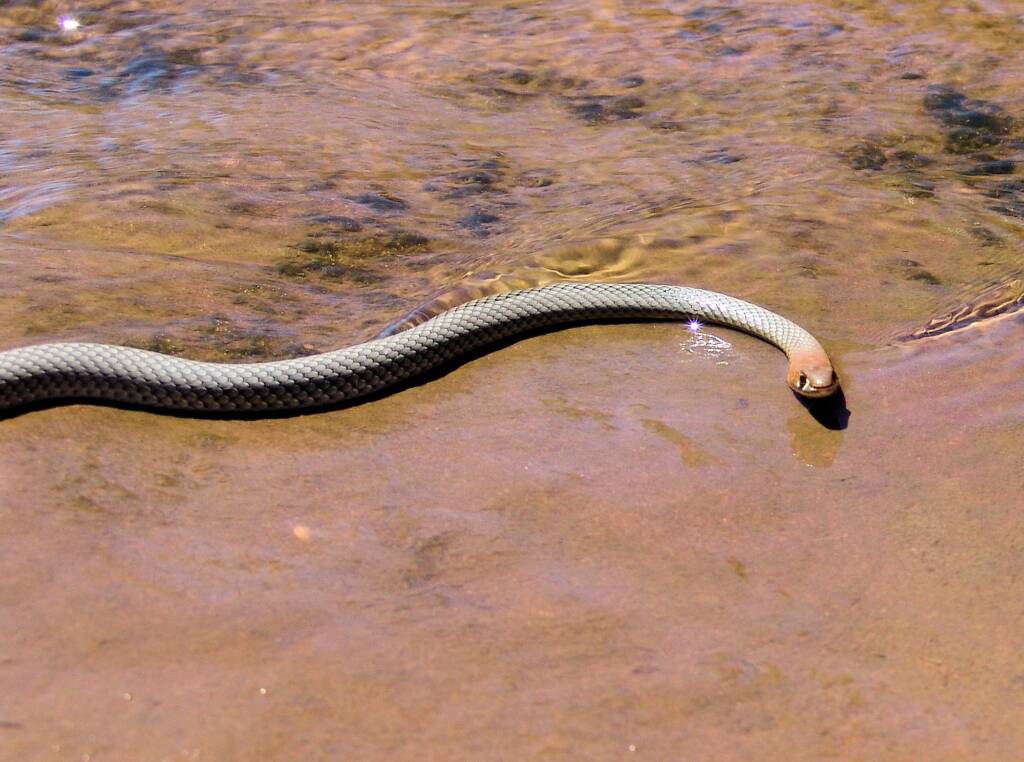 Yellow-faced Whip Snake (Demansia psammophis cuprieceps), Finke Gorge National Park