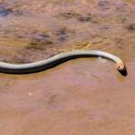 Yellow-faced Whip Snake (Demansia psammophis cuprieceps), Finke Gorge National Park