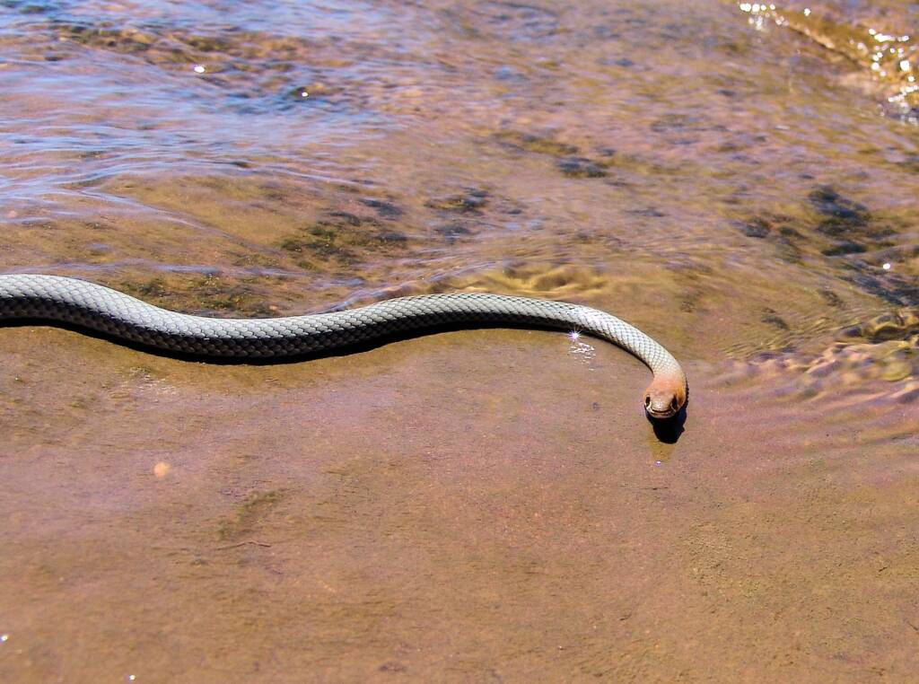 Yellow-faced Whip Snake (Demansia psammophis cuprieceps), Finke Gorge National Park