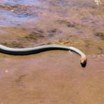 Yellow-faced Whip Snake (Demansia psammophis cuprieceps), Finke Gorge National Park
