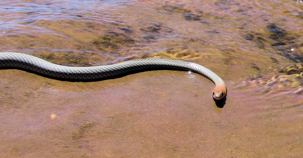 Yellow-faced Whip Snake (Demansia psammophis cuprieceps), Finke Gorge National Park