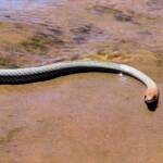 Yellow-faced Whip Snake (Demansia psammophis cuprieceps), Finke Gorge National Park