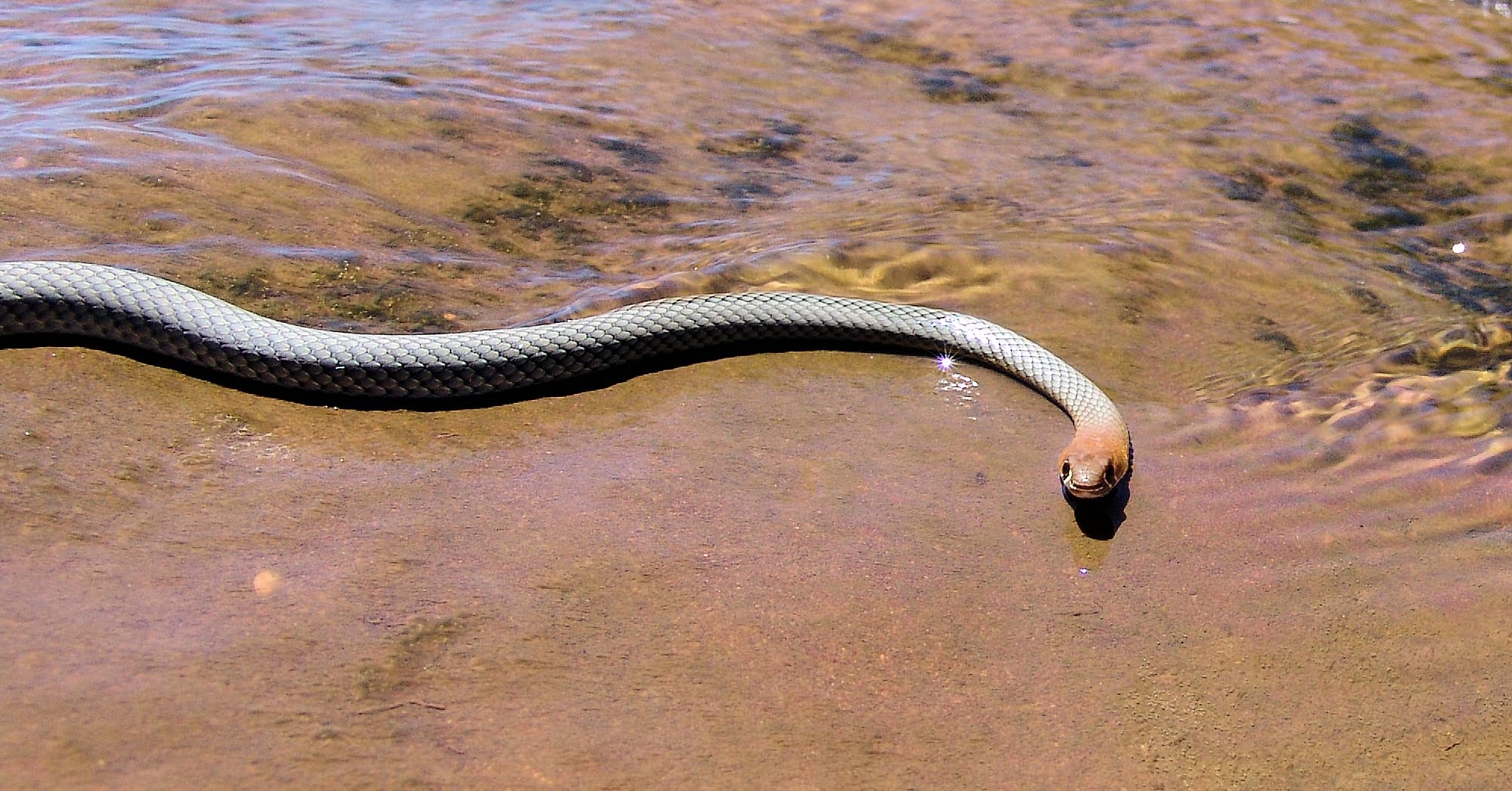 Yellow-faced Whip Snake (Demansia psammophis cuprieceps), Finke Gorge National Park