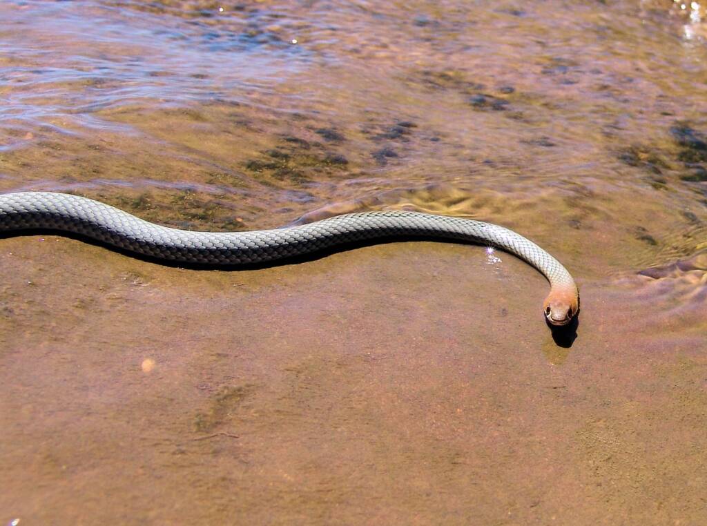 Yellow-faced Whip Snake (Demansia psammophis cuprieceps), Finke Gorge National Park
