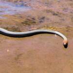 Yellow-faced Whip Snake (Demansia psammophis cuprieceps), Finke Gorge National Park