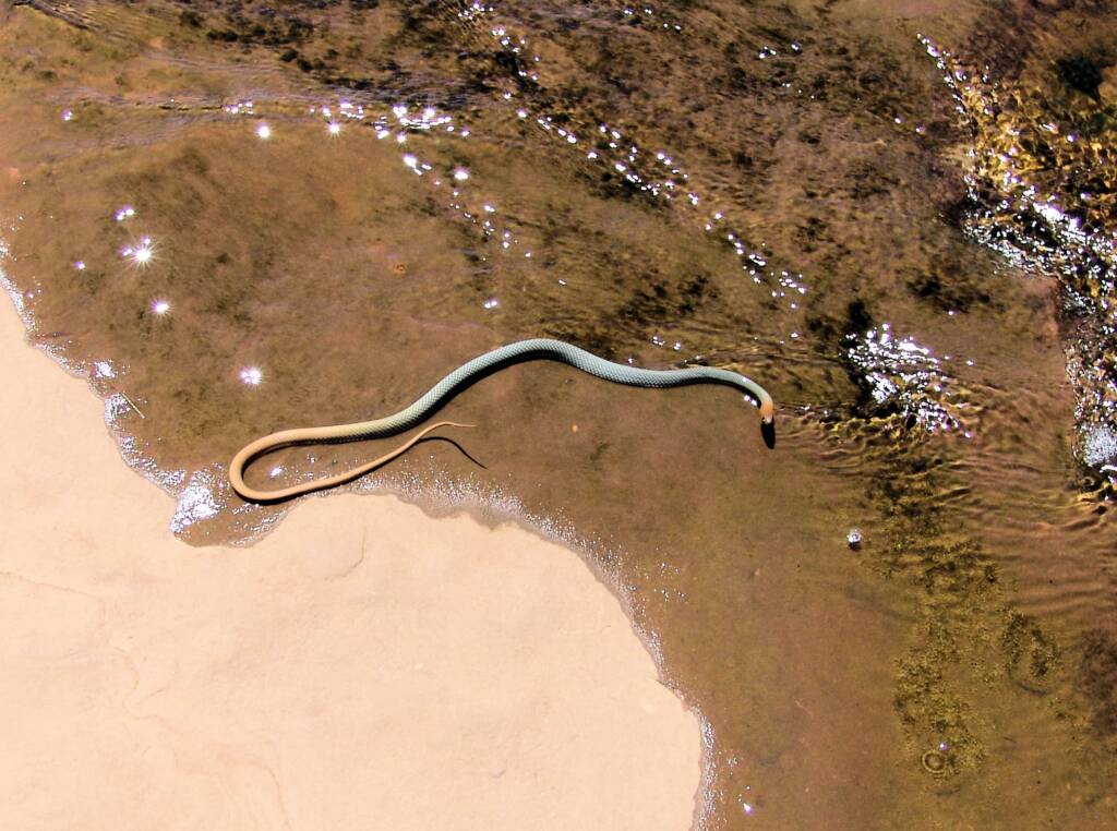Yellow-faced Whip Snake (Demansia psammophis cuprieceps), Finke Gorge National Park