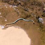 Yellow-faced Whip Snake (Demansia psammophis cuprieceps), Finke Gorge National Park