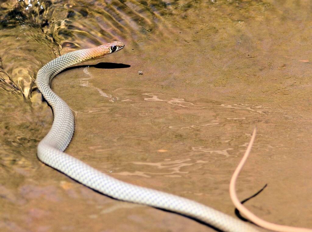 Yellow-faced Whip Snake (Demansia psammophis cuprieceps), Finke Gorge National Park