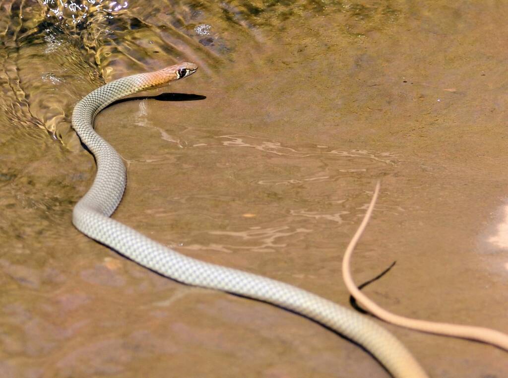 Yellow-faced Whip Snake (Demansia psammophis cuprieceps), Finke Gorge National Park