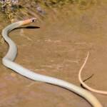 Yellow-faced Whip Snake (Demansia psammophis cuprieceps), Finke Gorge National Park