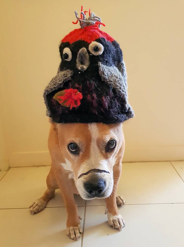 Modelling for the Alice Springs Beanie Festival
