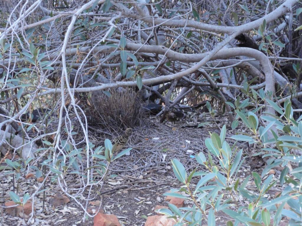 Western Bowerbird, Kings Canyon