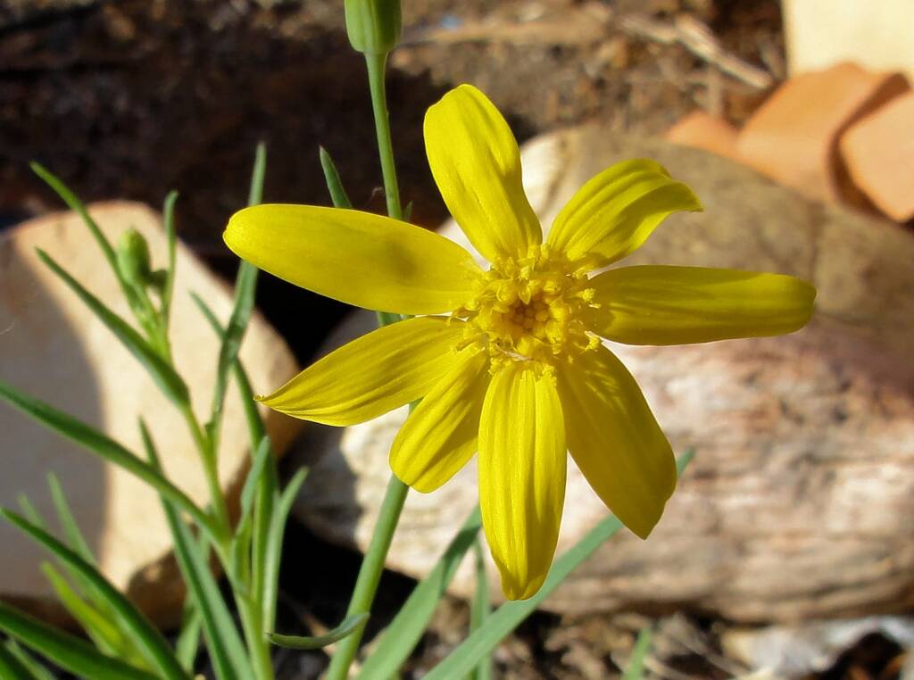 Annual Yellowtop (Senecio gregorii)
