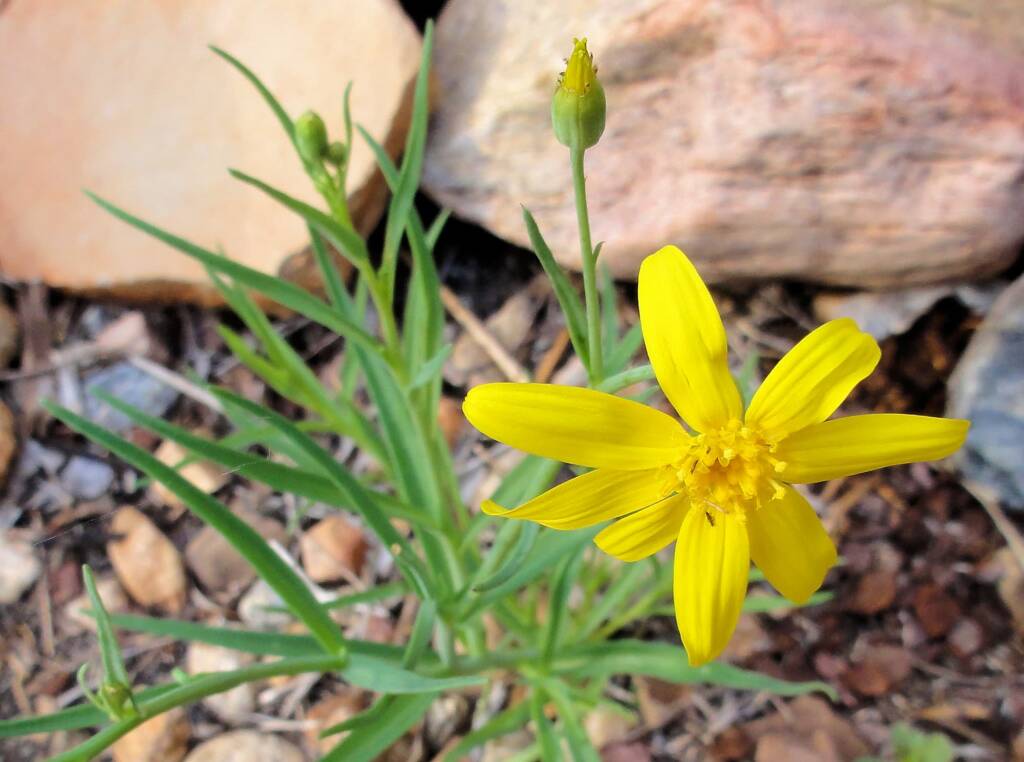 Annual Yellowtop (Senecio gregorii), Alice Springs Desert Park