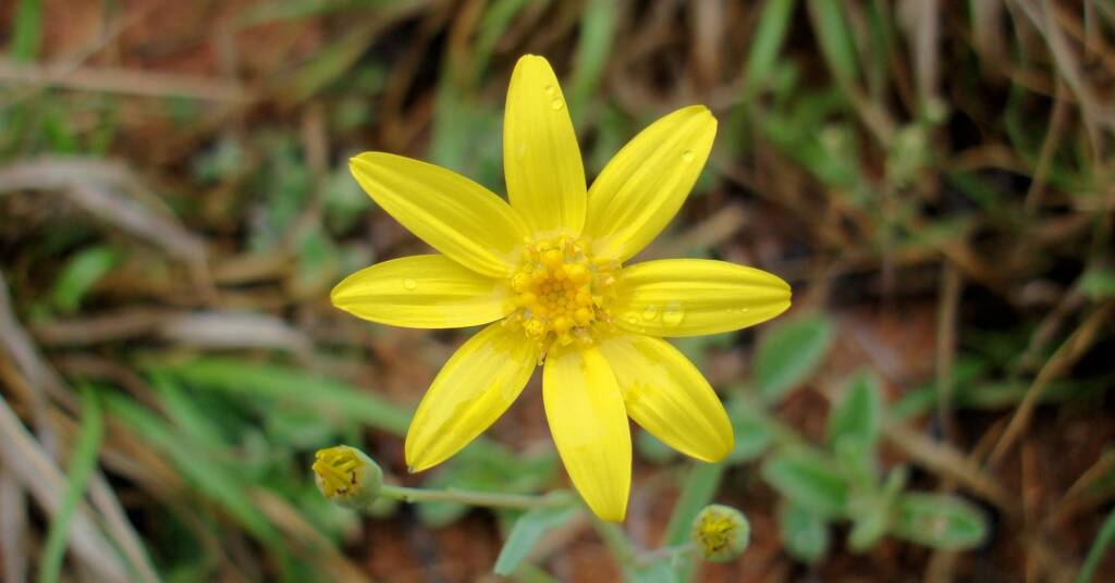 Annual Yellowtop (Senecio gregorii), Alice Springs Desert Park