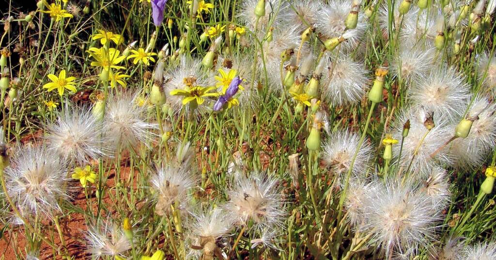Annual Yellowtop (Senecio gregorii), Alice Springs Desert Park
