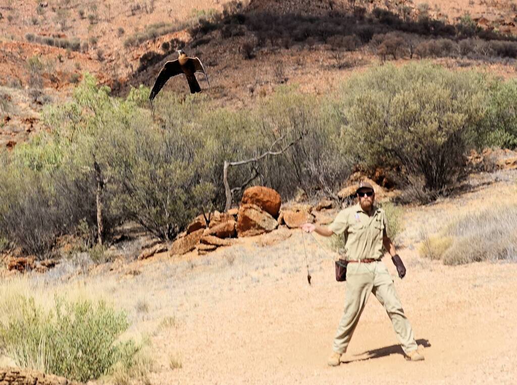 Australian Hobby (Falco longipennis), Free-flying Birds Show, Alice Springs Desert Park