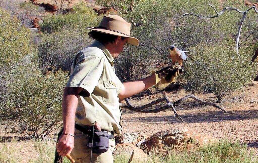 Australian Hobby (Falco longipennis), Free-flying Birds Show, Alice Springs Desert Park