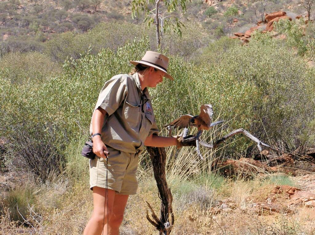Australian Hobby (Falco longipennis), Free-flying Birds Show, Alice Springs Desert Park