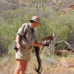 Australian Hobby (Falco longipennis), Free-flying Birds Show, Alice Springs Desert Park