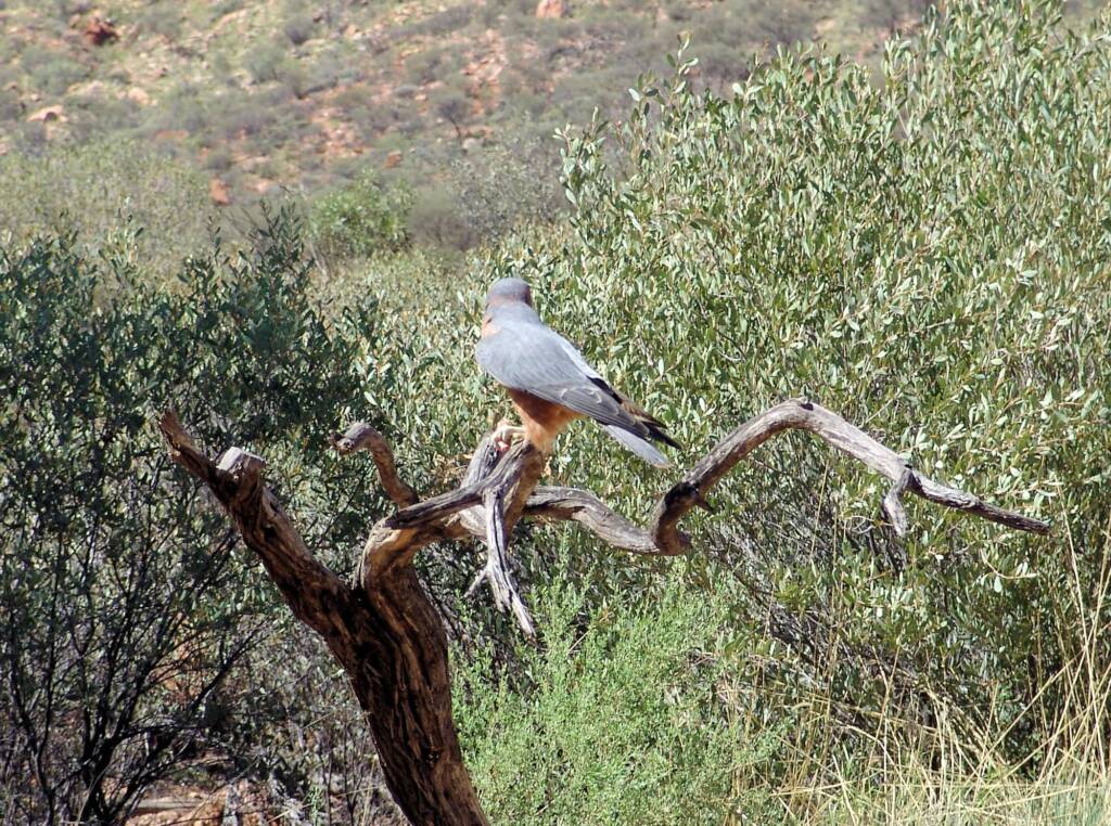 Australian Hobby (Falco longipennis), Free-flying Birds Show, Alice Springs Desert Park