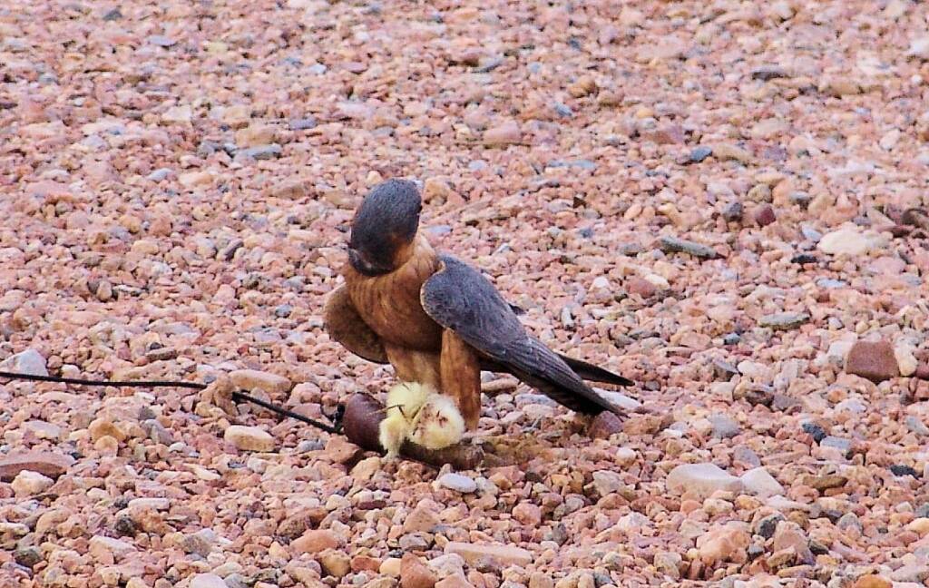 Australian Hobby (Falco longipennis), Free-flying Birds Show, Alice Springs Desert Park