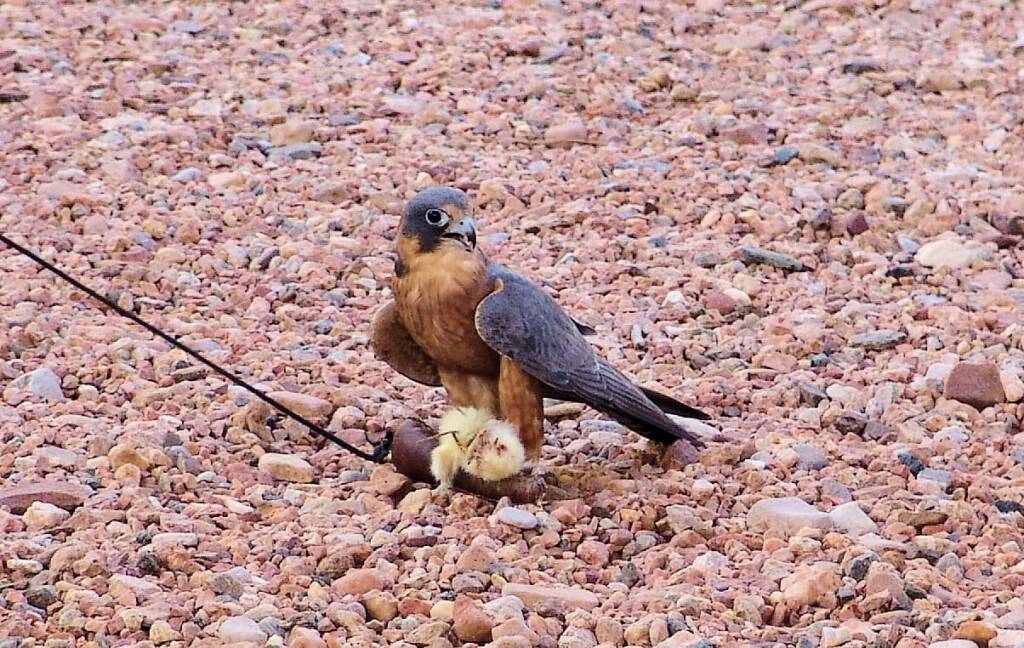 Australian Hobby (Falco longipennis), Free-flying Birds Show, Alice Springs Desert Park