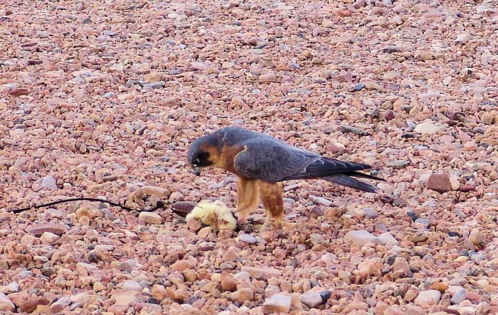 Australian Hobby (Falco longipennis), Free-flying Birds Show, Alice Springs Desert Park