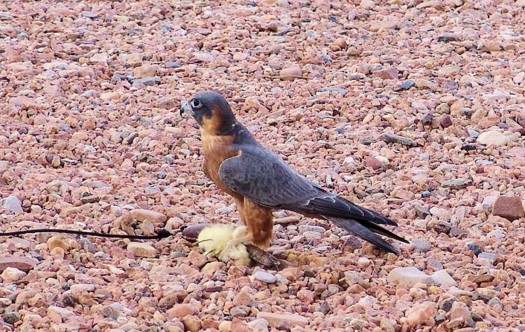 Australian Hobby (Falco longipennis), Free-flying Birds Show, Alice Springs Desert Park